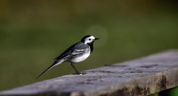 【站长网赚论坛】交流心得，站长网赚论坛助你网赚之路更顺畅！