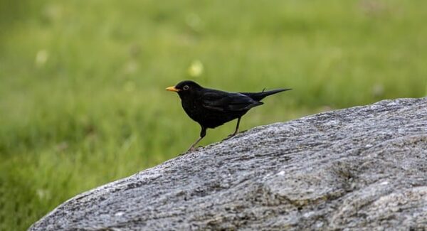 【A5网站分享】如何通过出售友情链接，提升网站权重？