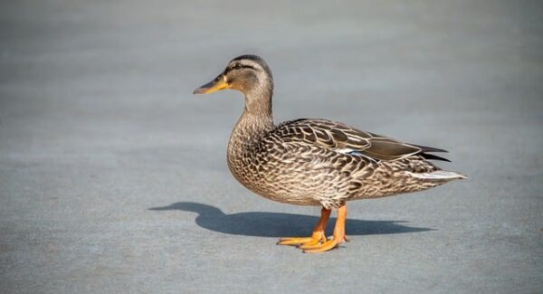 【SEO优化秘籍】SEO视频培训、课程助你网站排名飞升！