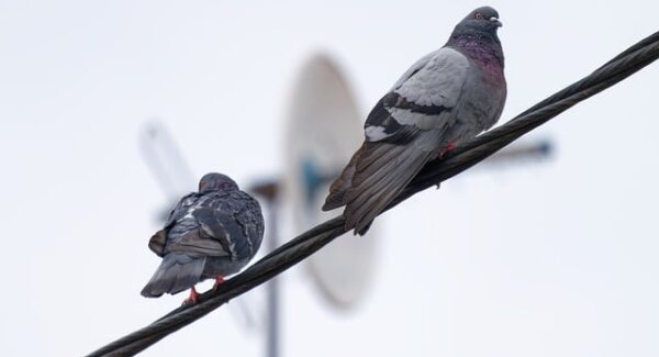 中创网官网权威发布：如何成为网络赚钱社区的佼佼者