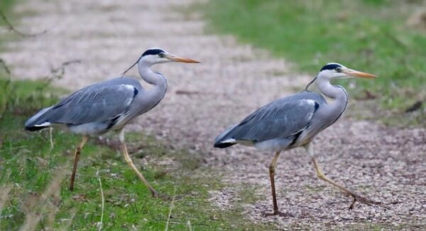 【金色旋风】揭秘网赚新途径：如何参与网赚团购，实现高额收益？