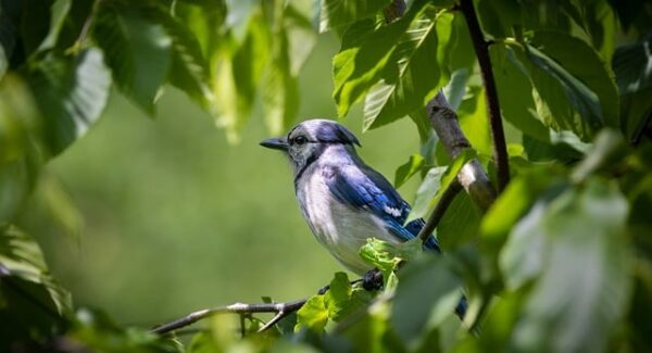 Google网赚项目揭秘：如何在全球范围内实现网赚？