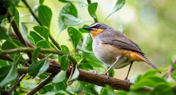 暮沉资源站独家揭秘：中创网热门项目实战，加入中创网络，共创网络赚钱新高度