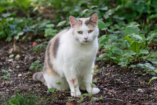 暮沉资源站重磅推荐：学习网络视频营销技巧，轻松打造赚钱好项目