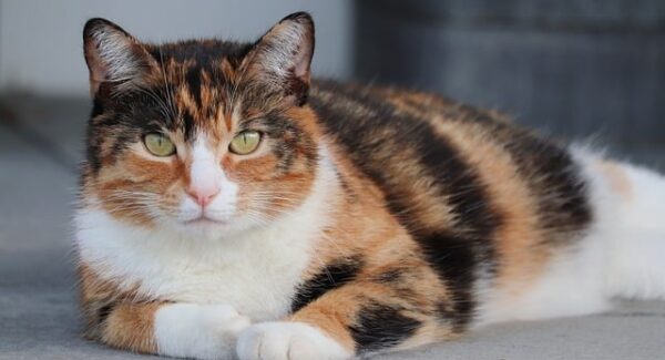 关键词排名优化实战指南：揭秘提升网站排名的关键技巧，让你在搜索引擎中脱颖而出