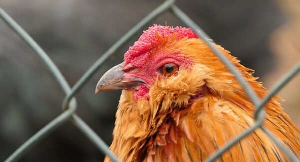 【创业项目交流新篇章】豪情网赚项目分享，助你把握创业商机，共创辉煌