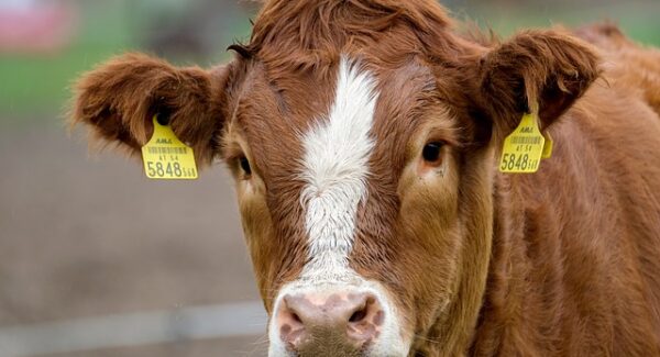 【无本创业指南】免费赚钱项目推荐，无本创业也能赚大钱！