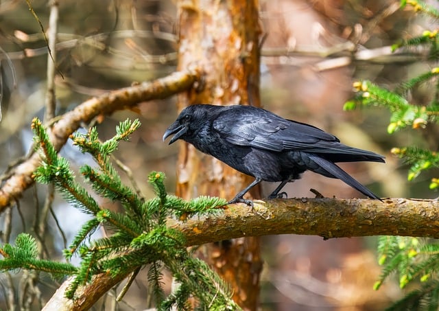 百度快速排名优化全攻略：网站交易中介与采集网如何助你一臂之力