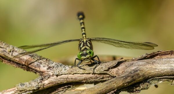 手机打字也能赚钱？一单一结，无需本金十分钟赚800