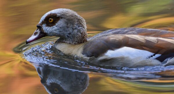 【三明SEO专家】分享如何快速获取百度排名，提升网站流量！