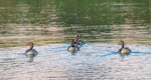 【百度分享秘籍】利用百度分享代码，提升网站流量与用户粘性！