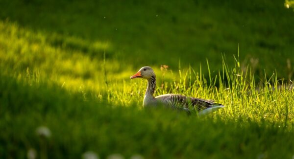 暮沉网创项目实战教学：中创网热门项目推荐，探索创业网络新机遇