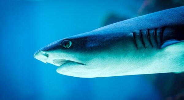 千梦网创秘籍：小淘网赚论坛分享——如何通过SEO资源提升网站流量与权重