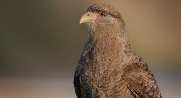 赚钱网盘资源分享：如何利用网盘资源增加额外收入，打造多元化网赚模式