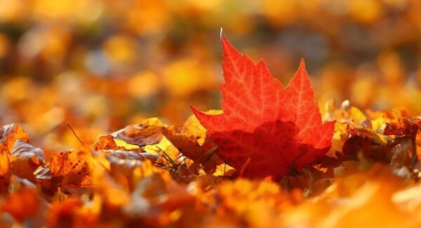 微信兼职新选择：一单一结，快速实现财务自由