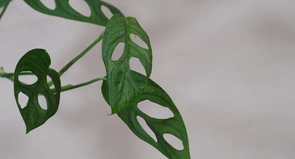 竞价赚钱秘诀揭秘，让你轻松赚取第一桶金！