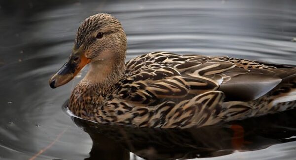 【网赚好项目推荐】最新免费网赚项目，致富金点子一网打尽！