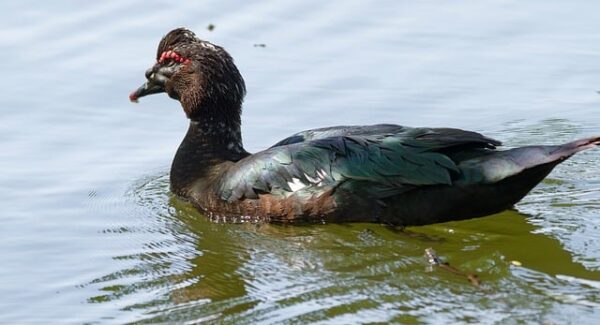 金旋风网赚论坛最新动态：揭秘最新免费网赚项目，助你实现财富增长