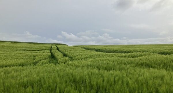 【金色旋风网赚】金色旋风网赚论坛分享，助你网赚团购获高收益！