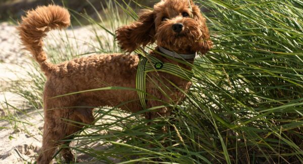 冒泡网赚实战：揭秘副业项目如何成为你的主要收入来源