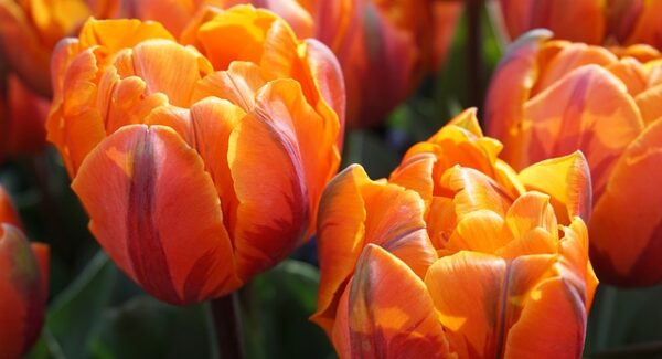 暮沉资源站揭秘：SEO视频培训与网赚结合，提升网站权重助力财富增长