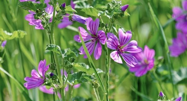 副业项目网精选项目推荐：中赚网与中创网热门项目对比，找到最适合你的网赚之路