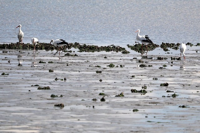 【google网赚新策略】探索google网赚新策略，打开国际市场