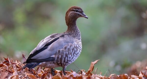 【小淘网赚论坛新视角】小淘网赚论坛：网赚的新思维与新方法