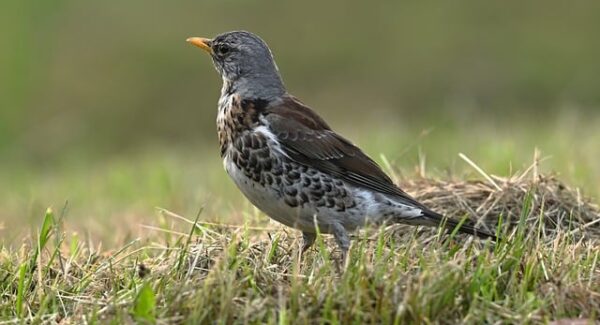 【中赚网深度解析】中赚网如何助力你的网络创业之路