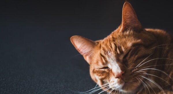 【百度产品大全探索】全面了解百度产品大全，提升网络营销效果