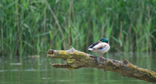 【seovip独家分享】SEO优化技巧，提升网站效果！