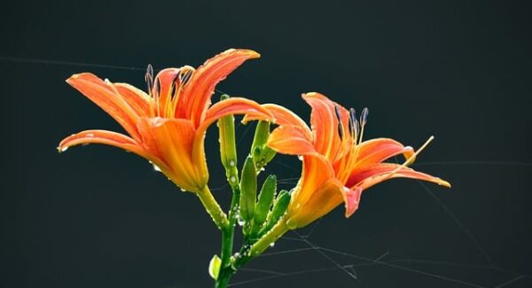 【小鱼项目网精选案例】小鱼项目网案例精选：解锁创业新机遇