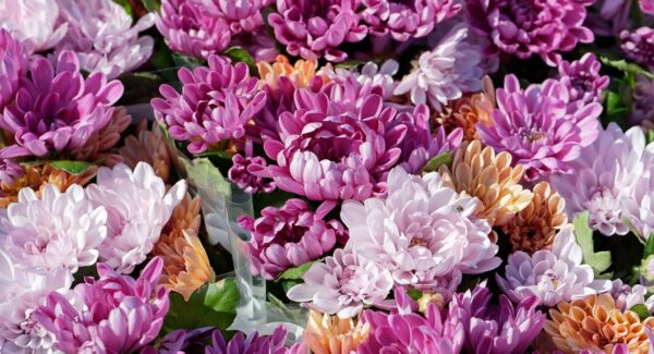 【SEO视频教程精选】精选SEO视频教程，助你快速掌握SEO技巧！