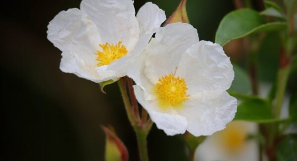 【网创项目资源网站新机遇】网创项目资源网站：探索新机遇，助力创业