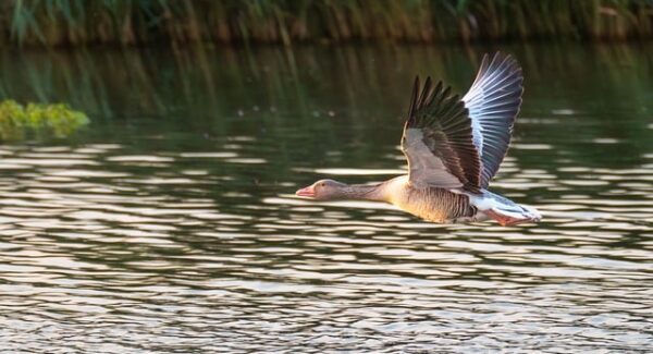 【金旋论坛网赚高手分享】金旋论坛网赚高手分享：揭秘网赚秘诀