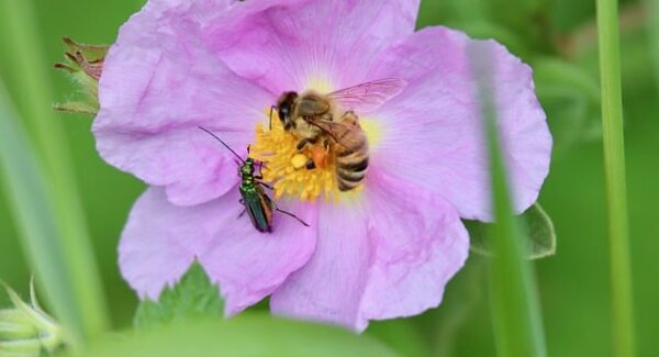 【金旋风网赚实战】金旋风网赚：揭秘高效网赚之道