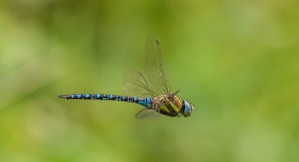 免费网赚项目大放送：让你零成本实现财富增长