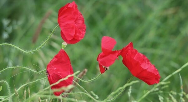 【网站赚钱秘籍】揭秘网站赚钱秘籍，让你的网站成为赚钱利器！