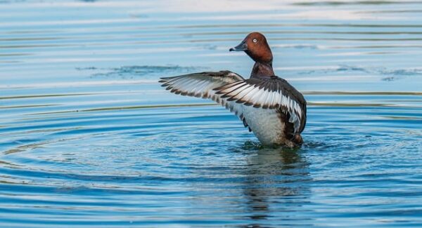 【番号库网站探秘】番号库网站资源分享，助力你的网络创业