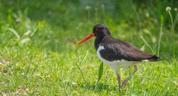 【网站优化课程实战】网站优化课程实战教学，助你网站流量翻倍！