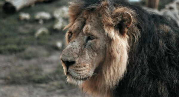 【金色旋风网赚新机遇】金色旋风网赚新机遇，让你抓住赚钱的黄金时期！