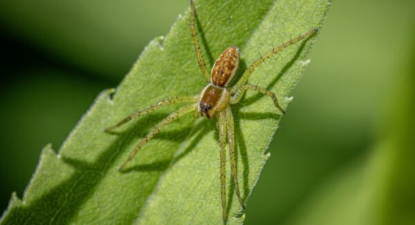 【副业项目网精选】副业项目网：寻找你的第二事业舞台