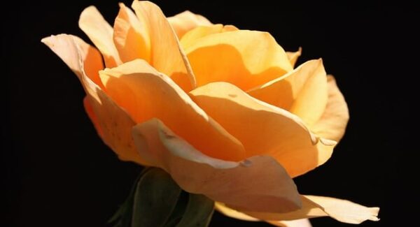 【网络赚钱新趋势】解析网络赚钱的新趋势，让你紧跟时代的步伐！