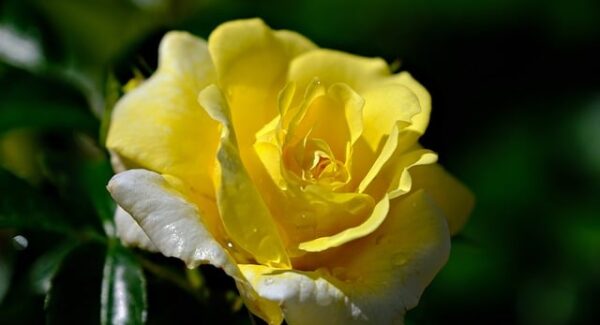 【金旋风网赚秘籍】金旋风网赚经验分享，轻松实现财富增长