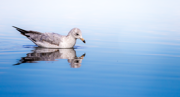 【百度快速排名秘诀】揭秘百度快速排名技巧，提升网站曝光