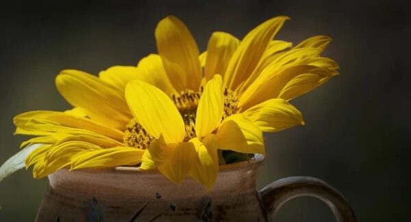 福缘创业网的机遇：与中创网赚论坛的协同效应