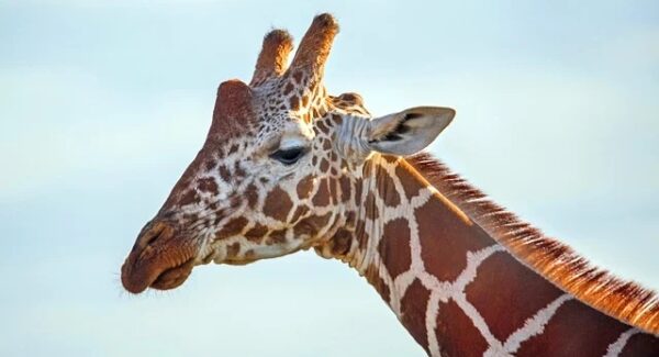 SEO优化课程与网赚培训并行：龙岩SEO专家的实战分享