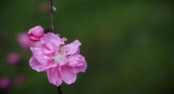 最新番号库的探索：如何利用百度快速排名优化