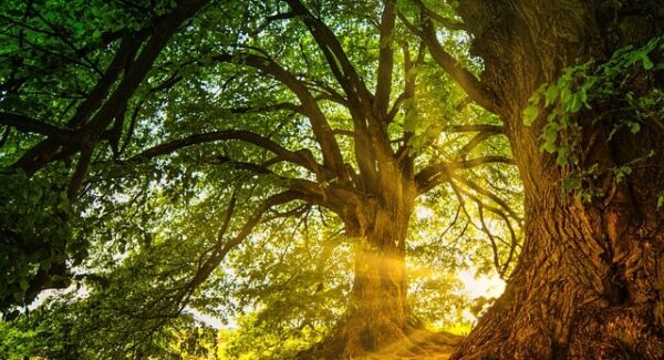 中创网赚论坛的热门话题：金旋论坛的赚钱技巧