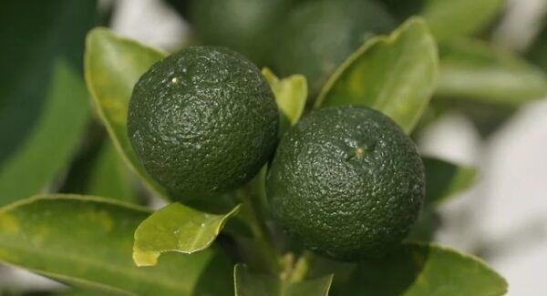 项目网站免费发布平台评测：哪个平台更适合你的项目发布？